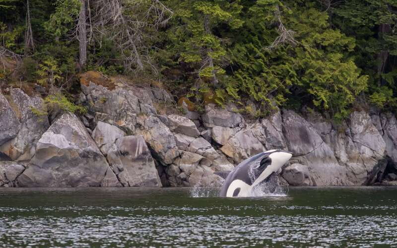 Campbell River: 4 Hour Whale & Wildlife Zodiac Boat Tour - The northern islands and Johnstone Strait