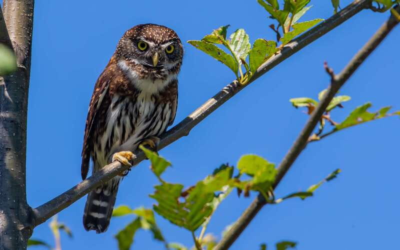 Campbell River: 4 Hour Whale & Wildlife Zodiac Boat Tour - Devils Hole and Aaron Rapids