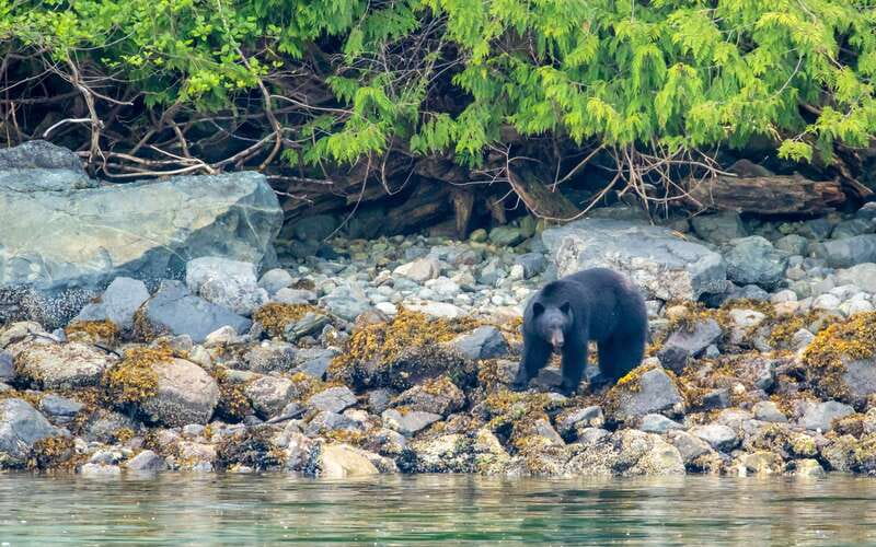 Campbell River: 4 Hour Whale & Wildlife Zodiac Boat Tour - Smart ways to prepare