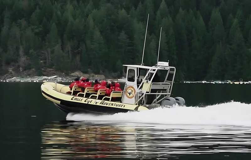 Campbell River: 4 Hour Whale & Wildlife Zodiac Boat Tour - Should you book this Campbell River tour?