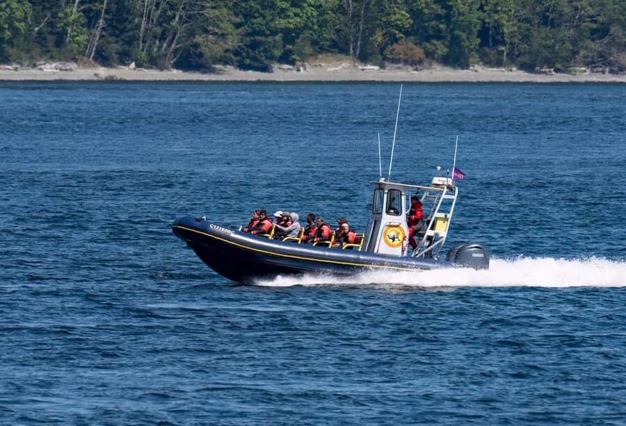 Campbell River: 4 Hour Whale & Wildlife Zodiac Boat Tour - Searching for whales, orcas, and dolphins