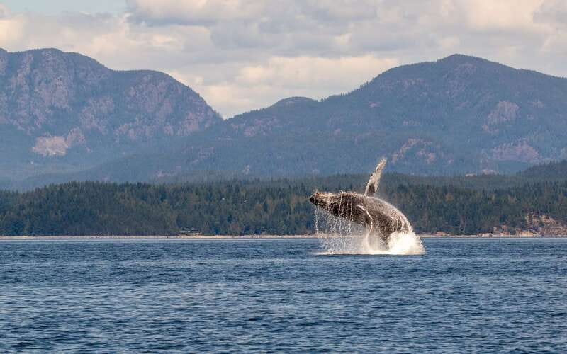 Campbell River: 6 Hour Covered Whale Watching Tour w/ Lunch - What the $275 Price Really Buys