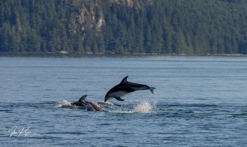 Campbell River: 6 Hour Covered Whale Watching Tour w/ Lunch - Who Will Enjoy This Most