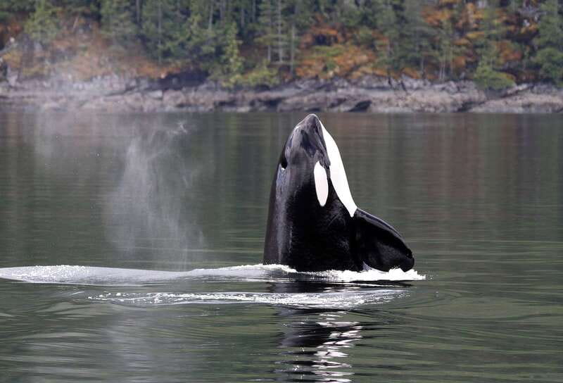 Campbell River: 6 Hour Covered Whale Watching Tour w/ Lunch - Discovery Passage and the Search for Whales