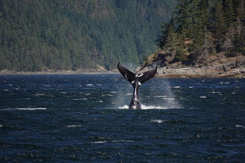 Campbell River: 6-Hour Whale Watching Boat Tour - Key points to know before you book