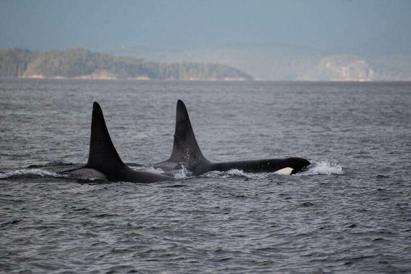 Campbell River: 6-Hour Whale Watching Boat Tour - Six hours through Campbell River’s whale country