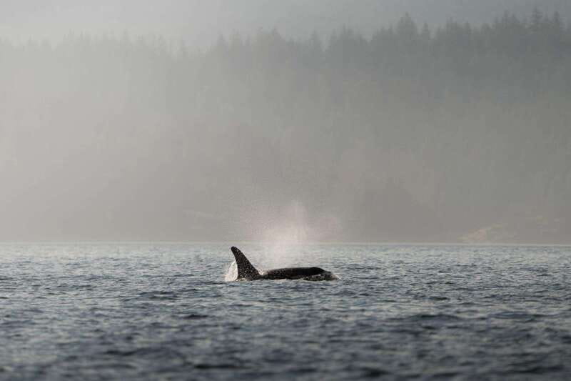 Campbell River: 6-Hour Whale Watching Boat Tour - Choosing between a Zodiac and a covered vessel