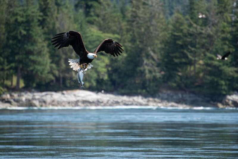 Campbell River: 6-Hour Whale Watching Boat Tour - The final two and a half hours on the water