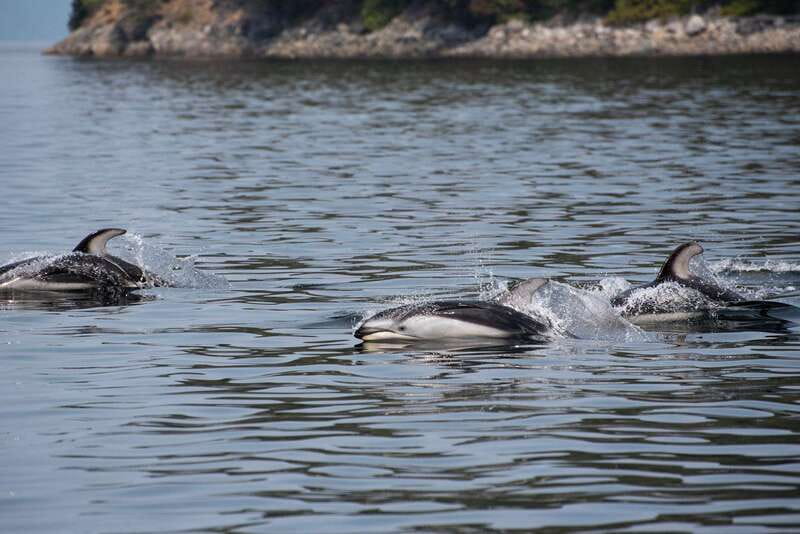 Campbell River: 6-Hour Whale Watching Boat Tour - Who should book this Campbell River tour?