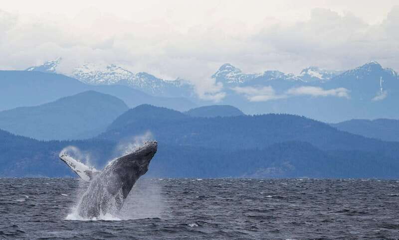 Campbell River: 6-Hour Whale Watching Boat Tour - Practical details that make the day easier
