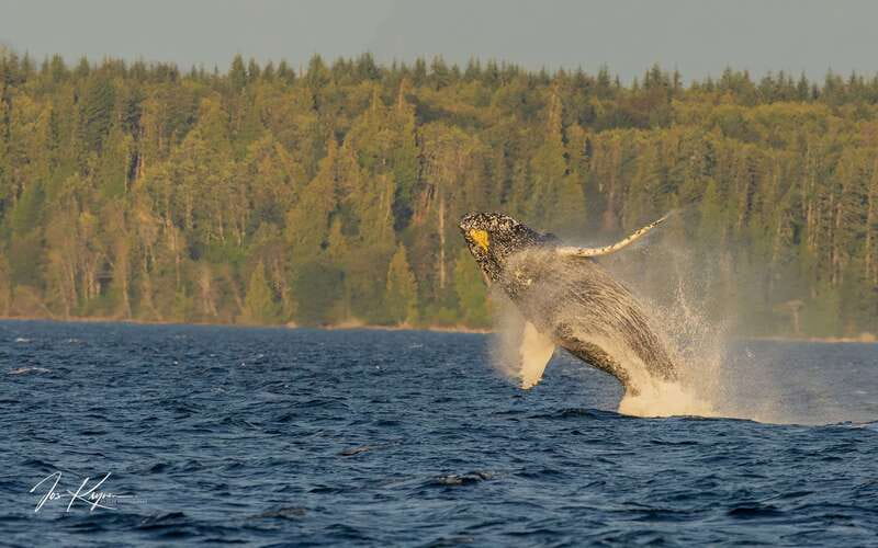 Campbell River: 6 Hour Zodiac Whale Watching Tour w/ Lunch - Searching for humpbacks, orcas, and smaller whales