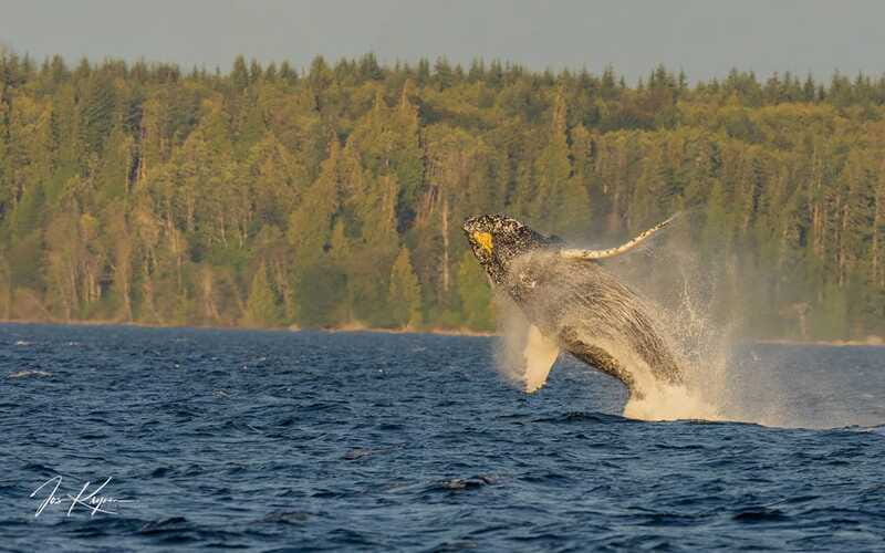 Campbell River: 6 Hour Zodiac Whale Watching Tour w/ Lunch - Dolphins, seals, sea lions, and porpoises add variety