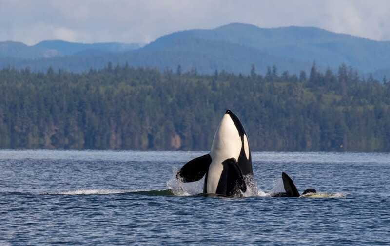Campbell River: 6 Hour Zodiac Whale Watching Tour w/ Lunch - Lunch, warm gear, and the practical comforts