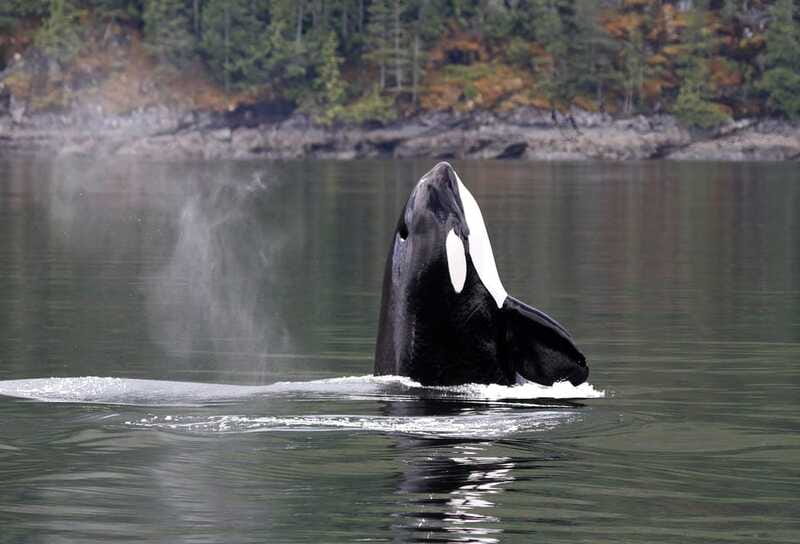 Campbell River: 6 Hour Zodiac Whale Watching Tour w/ Lunch - Booking details that can save you trouble