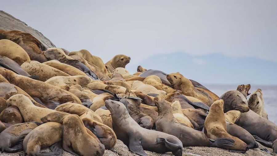 Campbell River: 7-Hour Big Animal Encounter Boat Tour - Route changes and the wildlife lottery