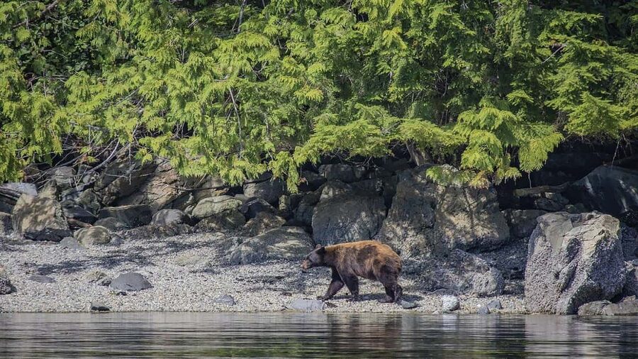 Campbell River: 7-Hour Big Animal Encounter Boat Tour - Why this Campbell River boat trip is different