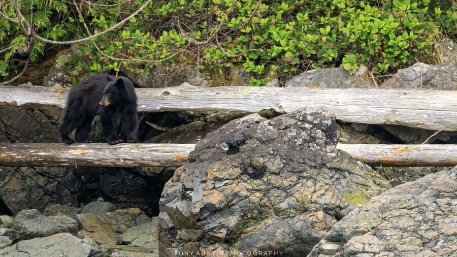 Campbell River: 7-Hour Big Animal Encounter Boat Tour - Orcas, bears, dolphins, and smaller wildlife