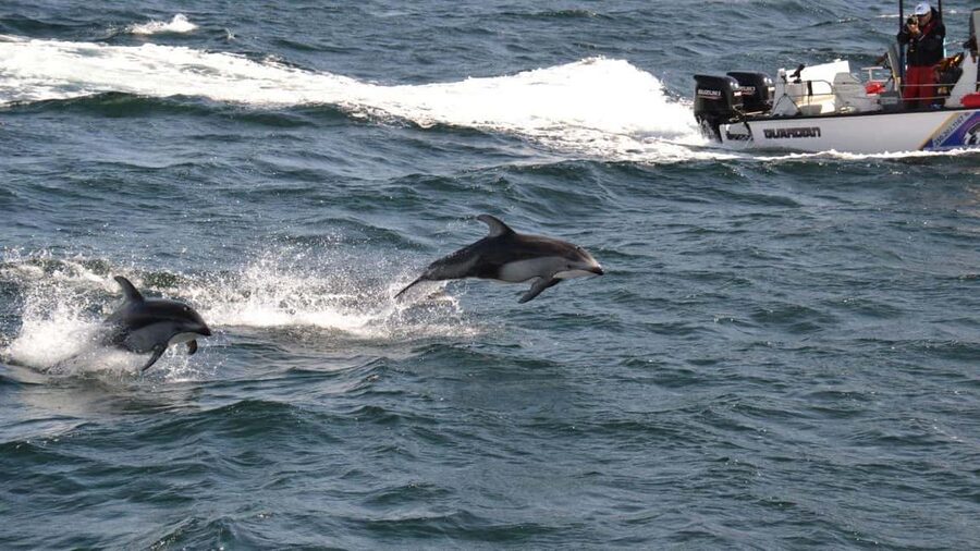Campbell River: 7-Hour Big Animal Encounter Boat Tour - Captain Jason and the naturalist guidance