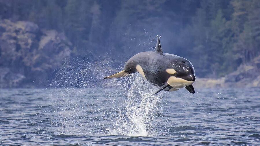 Campbell River: 7-Hour Big Animal Encounter Boat Tour - Is $245 a fair price?