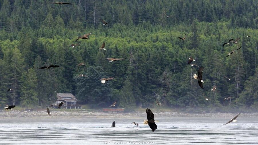 Campbell River: 7-Hour Big Animal Encounter Boat Tour - Weather, timing, and comfort