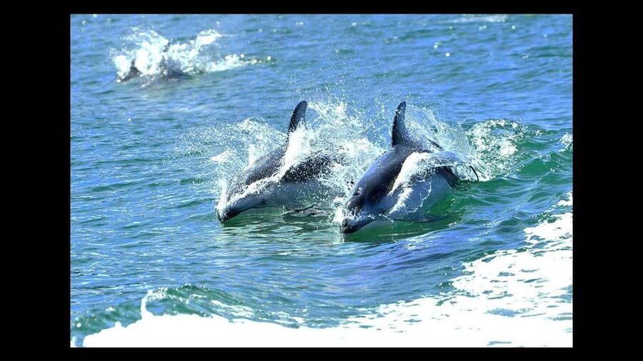 Campbell River: 7-Hour Big Animal Encounter Boat Tour - Boarding a covered and heated vessel