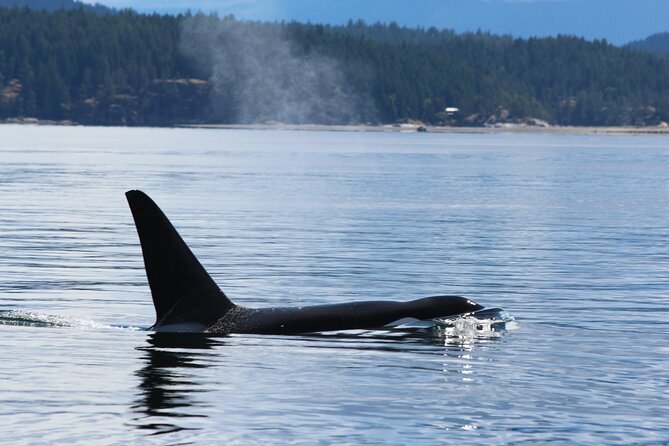 Campbell River: Bute Inlet Grizzly-Watching Tour & Boat Ride - What the group size really means