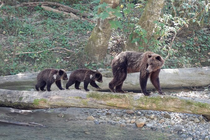 Campbell River: Bute Inlet Grizzly-Watching Tour & Boat Ride - Food, comfort, and the rhythm of a full day