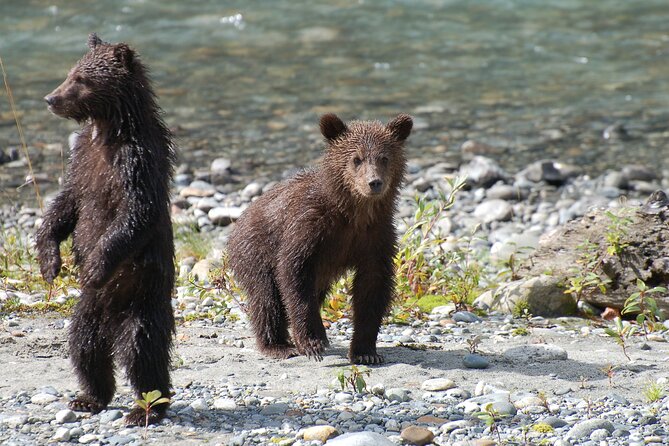 Campbell River: Bute Inlet Grizzly-Watching Tour & Boat Ride - Is $572.10 a fair price?