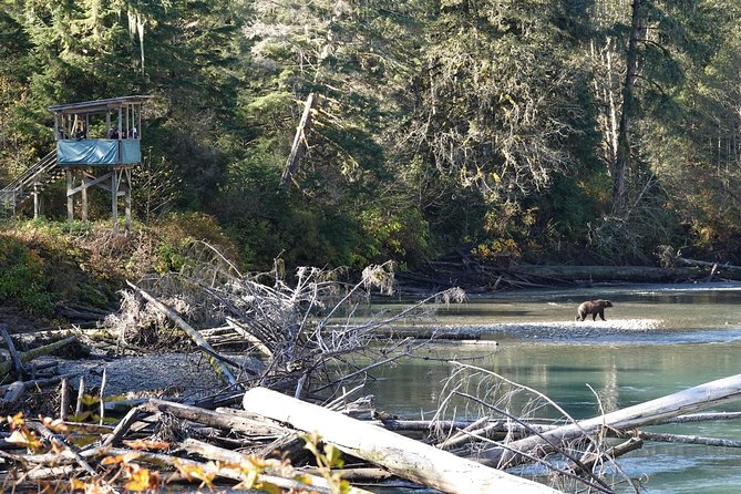 Campbell River: Bute Inlet Grizzly-Watching Tour & Boat Ride - Leaving Campbell River by covered speedboat