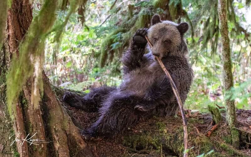 Campbell River: Full-Day Grizzly Bear Tour With Lunch - Key Points To Know Before You Go