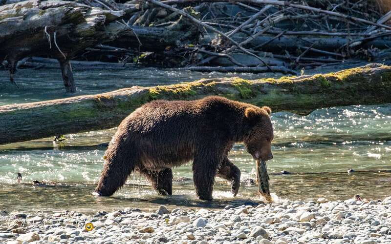 Campbell River: Full-Day Grizzly Bear Tour With Lunch - Why Toba Inlet Feels So Remote