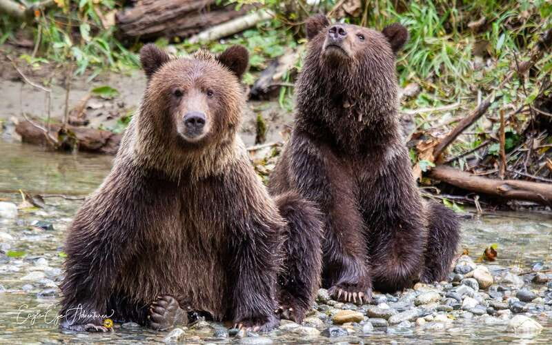 Campbell River: Full-Day Grizzly Bear Tour With Lunch - The Boat Ride Through Toba Inlet