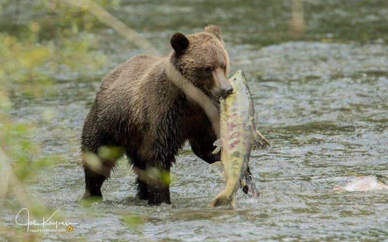 Campbell River: Full-Day Grizzly Bear Tour With Lunch - Lunch And The Practical Comforts