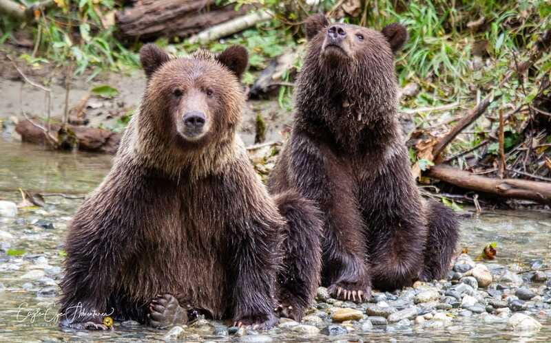 Campbell River: Full-Day Grizzly Bear Tour With Lunch - Is $562 Good Value?