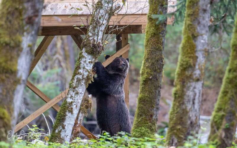 Campbell River: Full-Day Grizzly Bear Tour With Lunch - Starting At Coast Marina In Campbell River