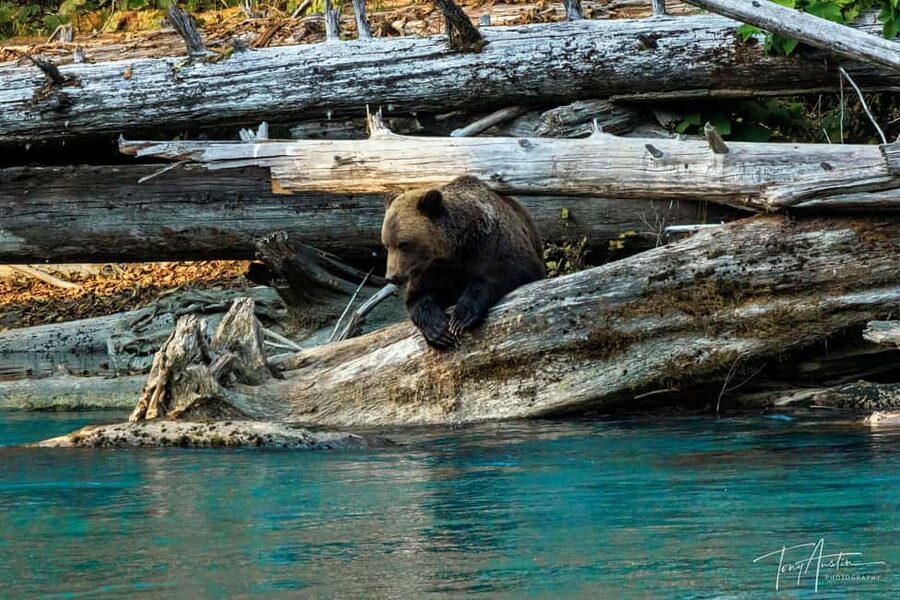 Campbell River: Grizzly Bear Expedition with Lunch - Why this Campbell River bear trip is special