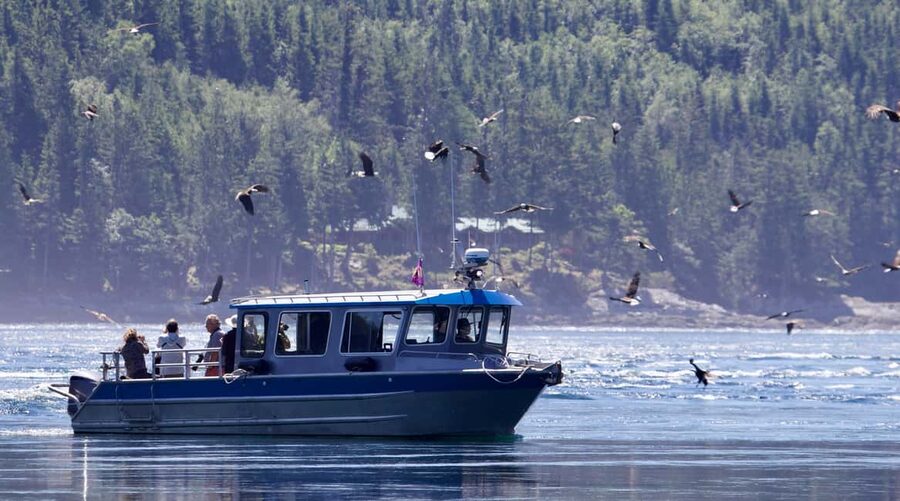 Campbell River: Grizzly Bear Expedition with Lunch - What the three-hour wildlife session feels like