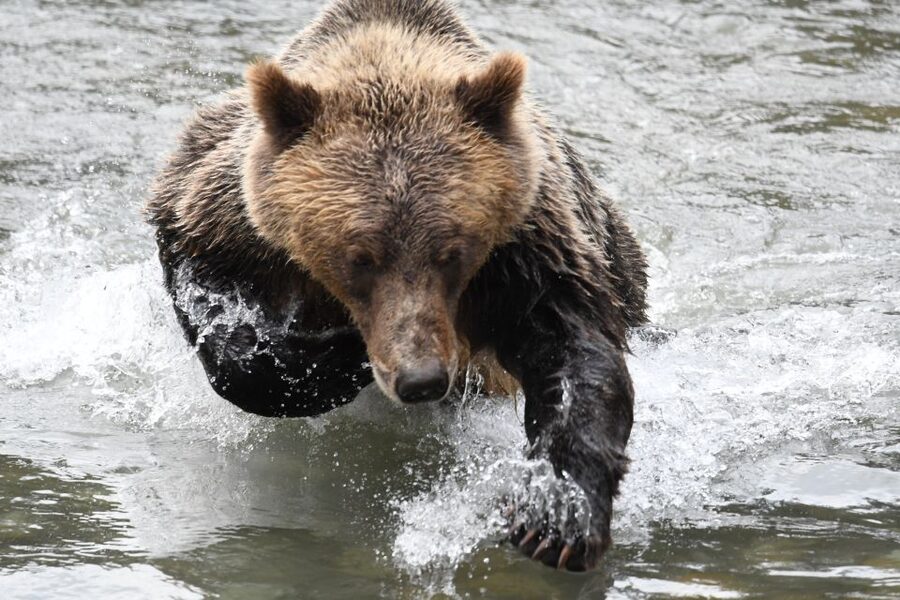 Campbell River: Grizzly Bear-Watching Tour with Lunch - Who should book this experience?