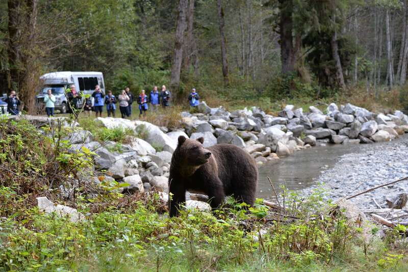 Campbell River: Grizzly Bear-Watching Tour with Lunch - A full day from Campbell River to Bute Inlet