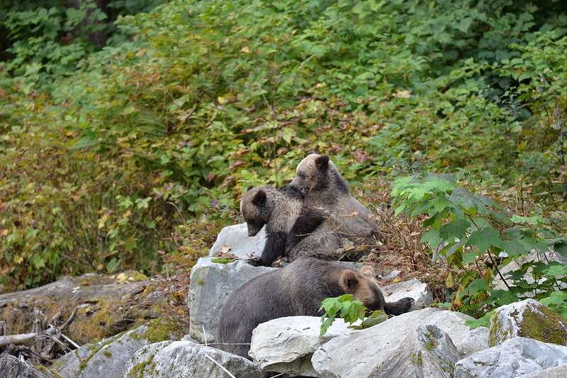 Campbell River: Grizzly Bear-Watching Tour with Lunch - Choosing the best month for your priorities