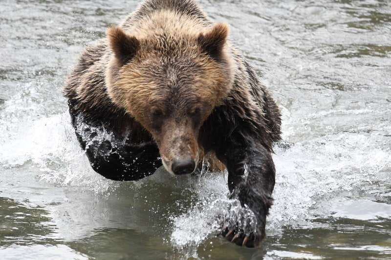 Campbell River: Grizzly Bear-Watching Tour with Lunch - What close wildlife viewing really means