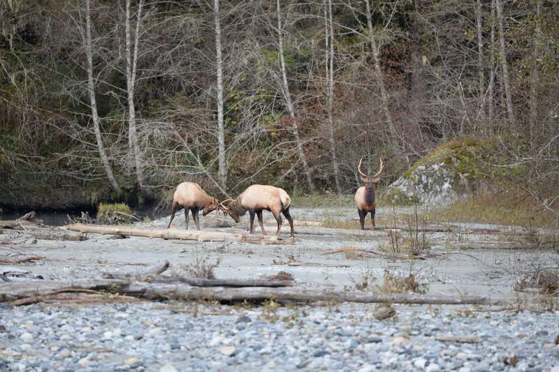 Campbell River: Grizzly Bear-Watching Tour with Lunch - Lunch with a view of the estuary