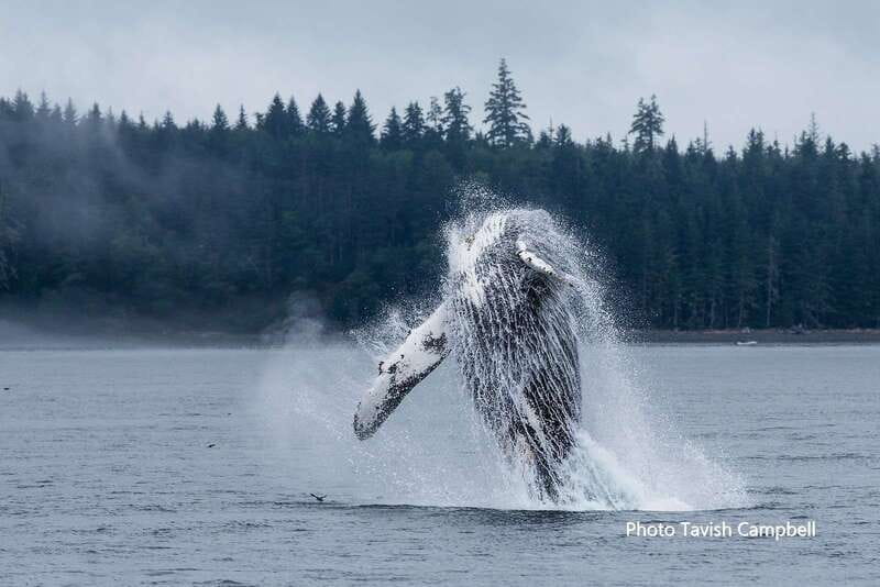 Campbell River: Grizzly Bear-Watching Tour with Lunch - Is $460 a fair price?