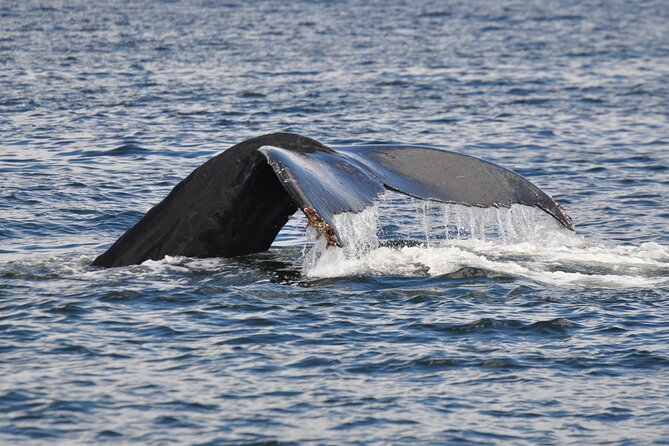 Campbell River: Kayaking and Whale Watching Tour - Why this Campbell River combination works