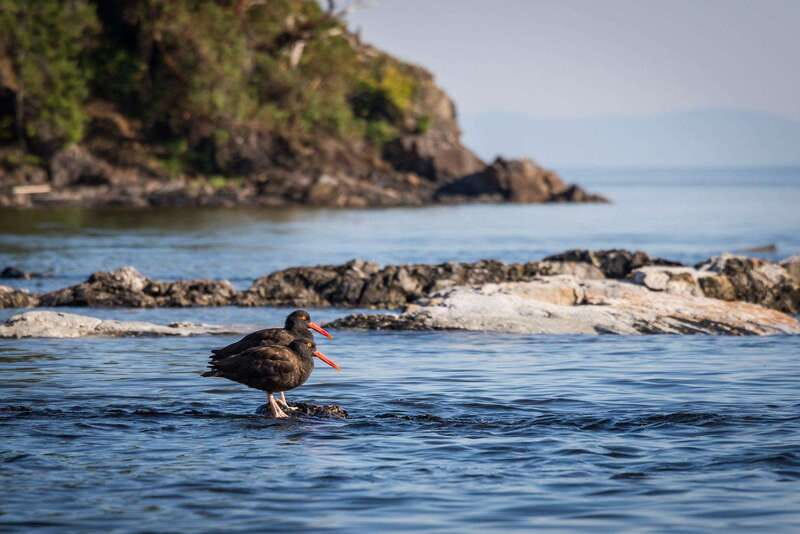Campbell River: Kayaking and Whale Watching Tour - Lunch, hot drinks, and practical comfort