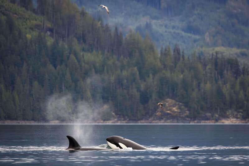 Campbell River: Kayaking and Whale Watching Tour - Is the $360 price fair?