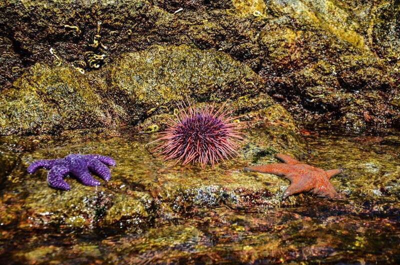 Campbell River: Kayaking and Whale Watching Tour - Who should book this day
