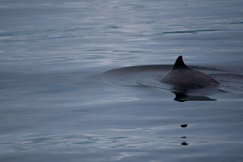 Campbell River: Kayaking and Whale Watching Tour - Booking advice and cancellation flexibility