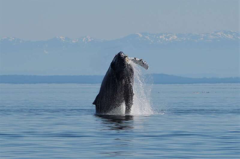 Campbell River: Salish Sea Whale Watching Adventure - A comfortable boat for a changing coastal day