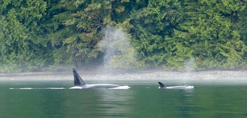 Campbell River: Salish Sea Whale Watching Adventure - More than whales: dolphins, seals, and sea lions